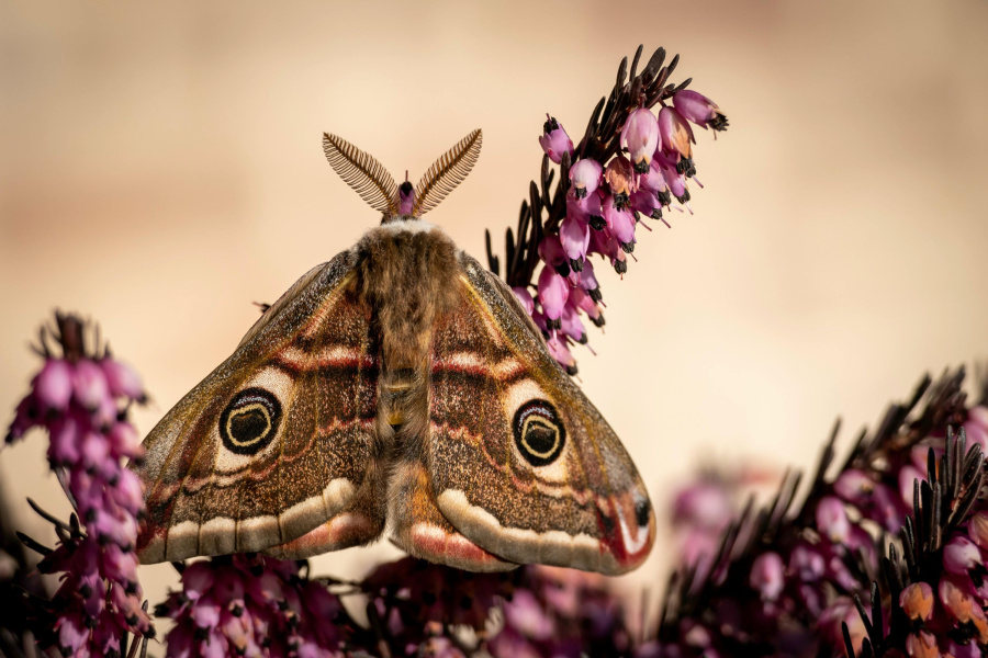 Peter en Kurt bouwen zelf een wetenschappelijk verantwoorde lamp om insecten te vangen.